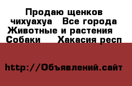 Продаю щенков чихуахуа - Все города Животные и растения » Собаки   . Хакасия респ.